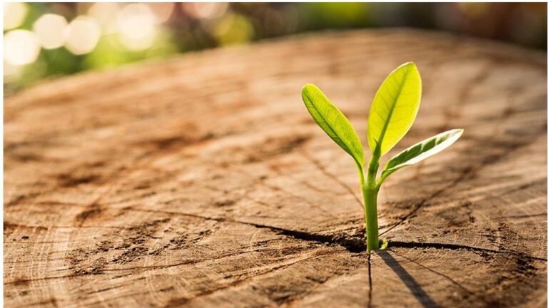 Emballages écologiques