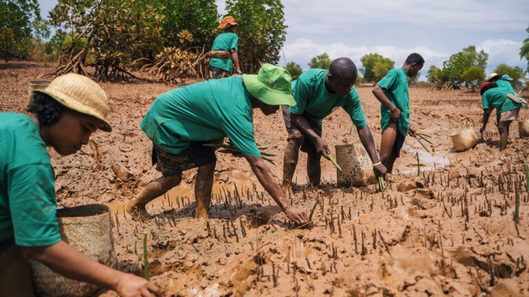 Blue carbon credits (Gold Standard)