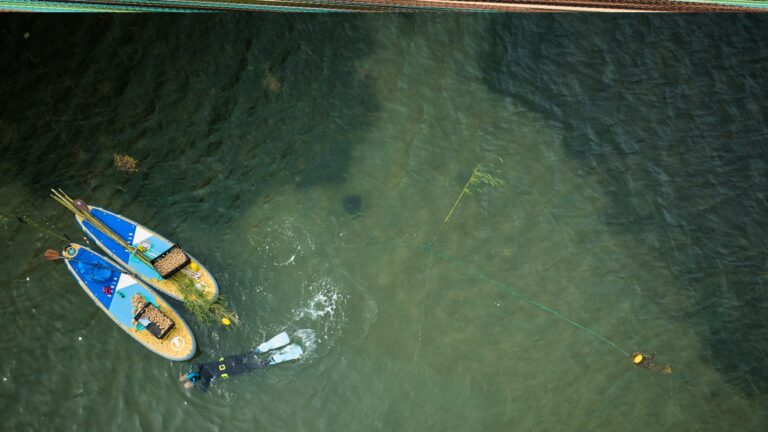 Seagrass restoration