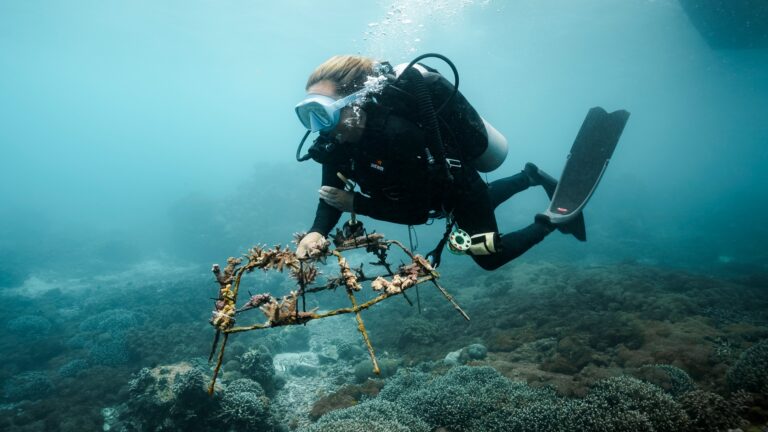 Coral reef restoration