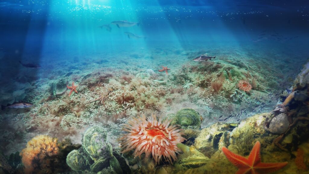 Marine biodiversity restoration