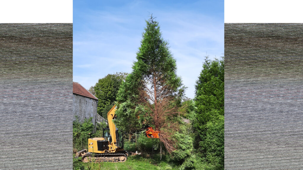 abattage haie de sapin par abatteuse