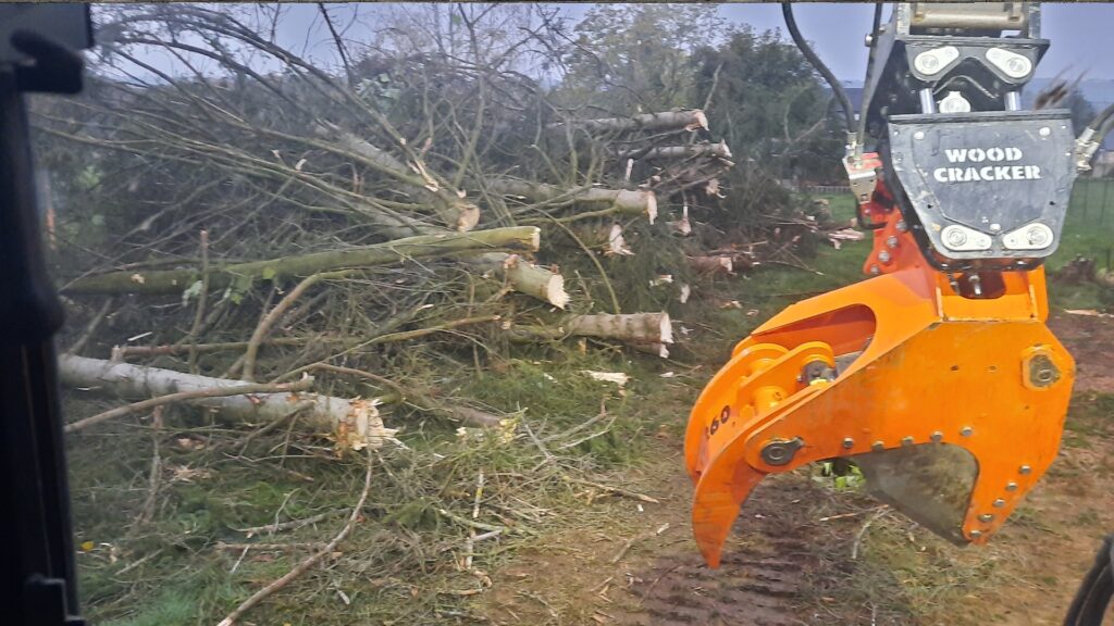 abattage d’une sapinière +/- 50pcs sur une journée
