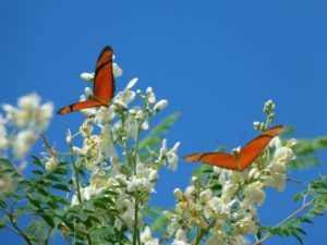 Bloemen met vlinders
