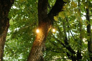 Gezellige snoerverlichting in boom