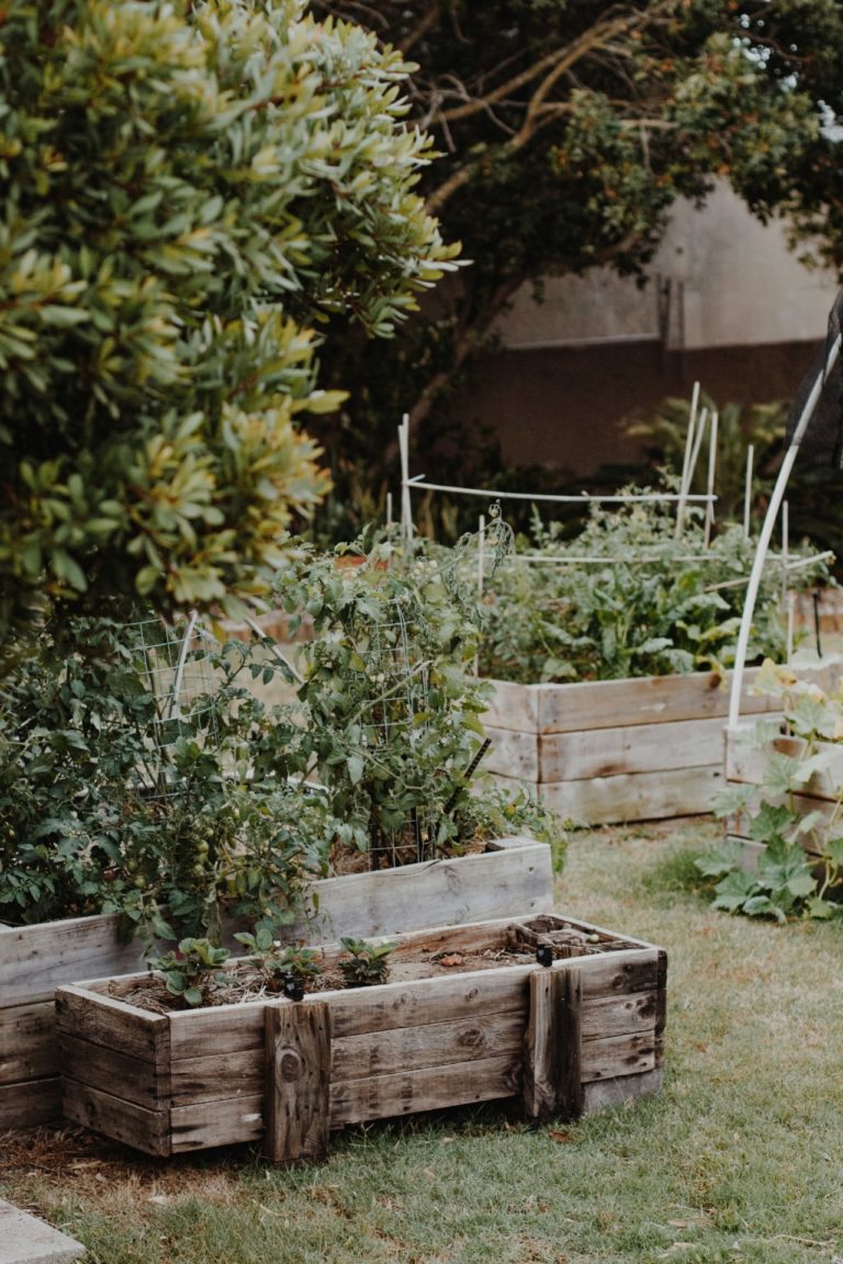 gezellige tuin met moestuin