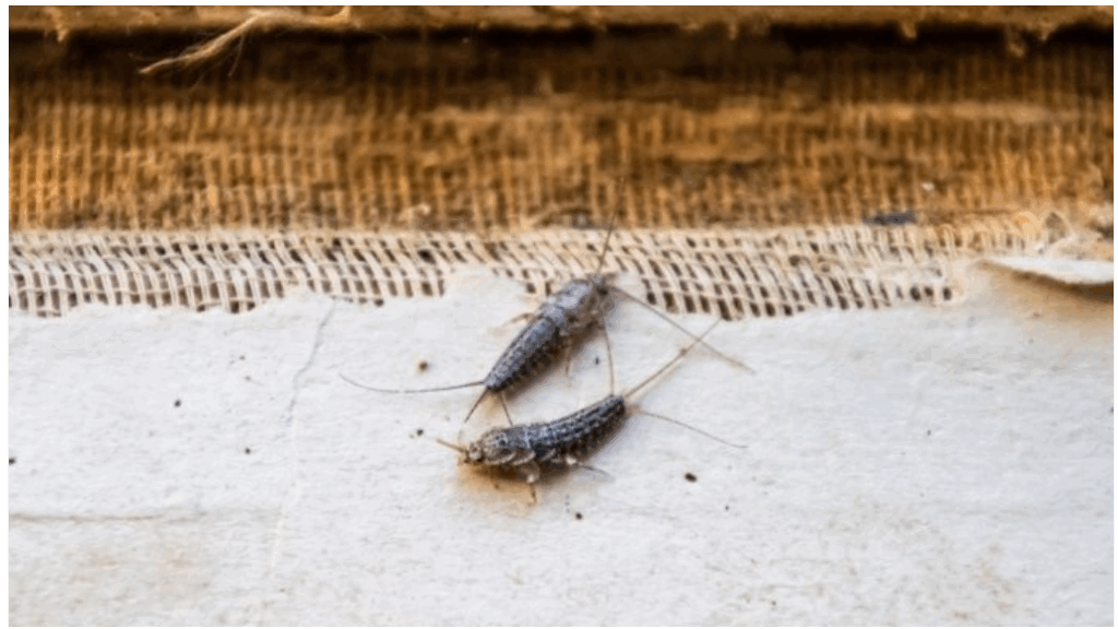 Zilvervisjes op bezoek? Dit is wat je moet weten!