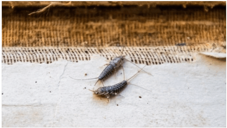 Zilvervisjes op bezoek? Dit is wat je moet weten!