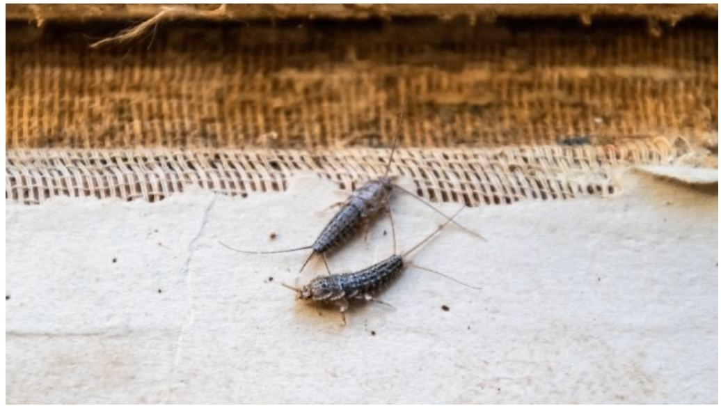 Zilvervisjes op bezoek? Dit is wat je moet weten!