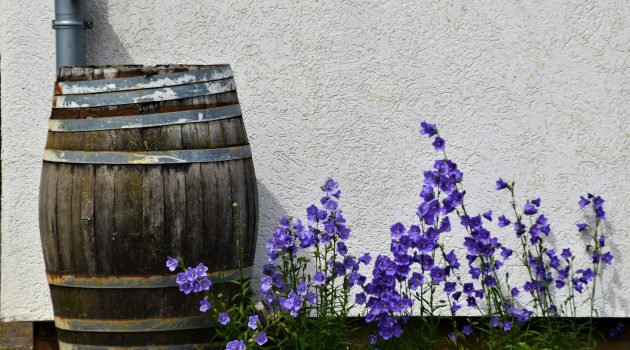 Regenwaterton onder dakgoot met paarse bloemen ernaast.