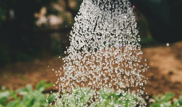 Gieter die een moestuin water aan het geven is.