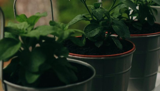 Een rij met metalen plantenpotten mer groene planten op een rij.