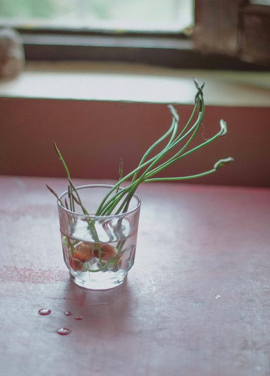 Een glas met water waaruit een kleine ajuin groeit met lange groene uitschieters.