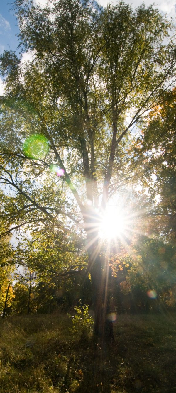 Zon