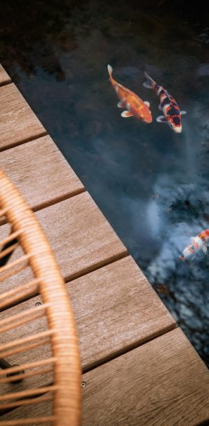 Zwemvijver met vissen