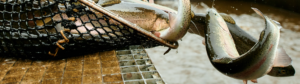 Pisciculture Mathonet