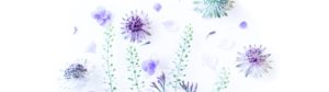 Bloomer Flowers B.V.