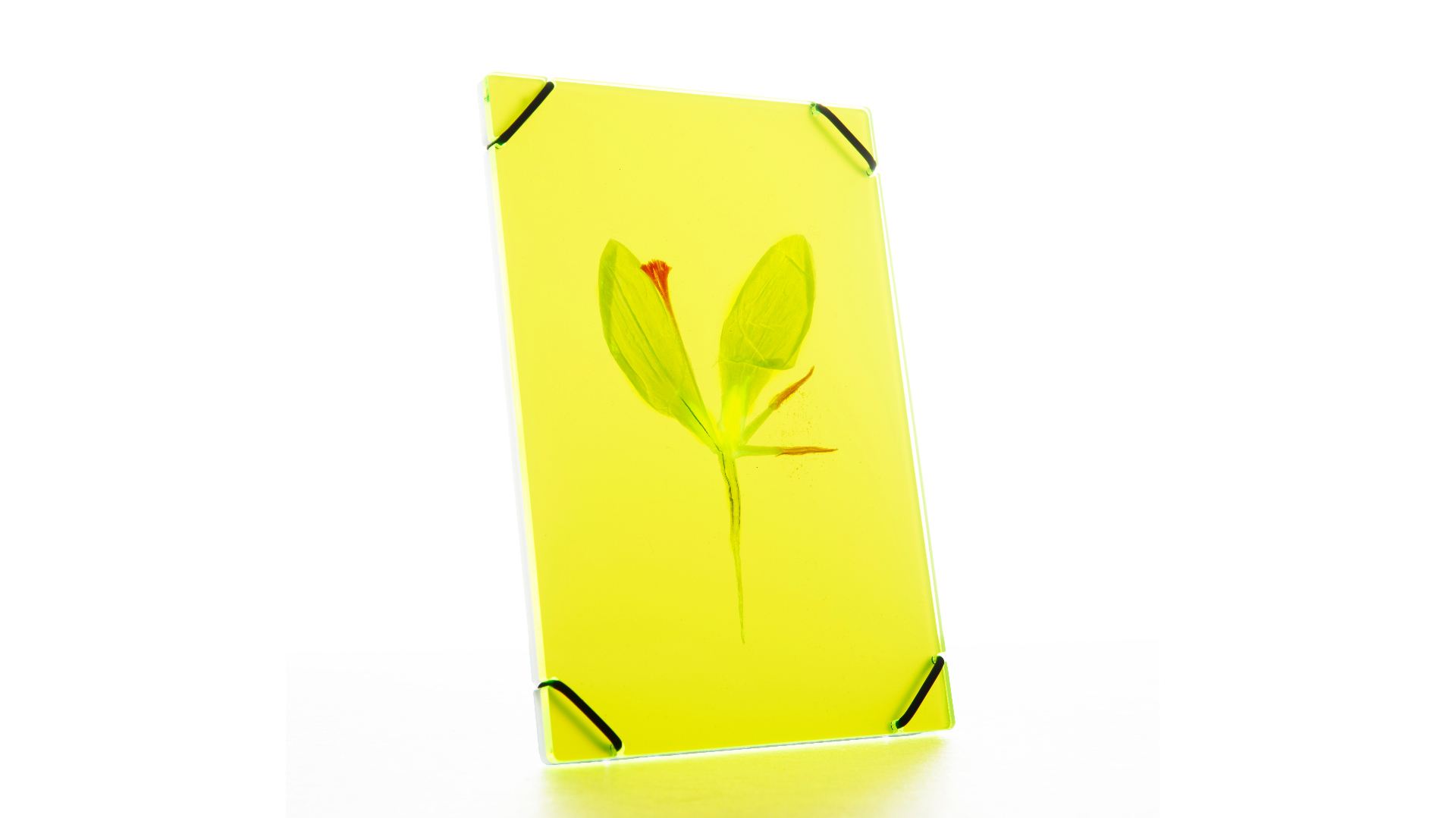FlowerFrame