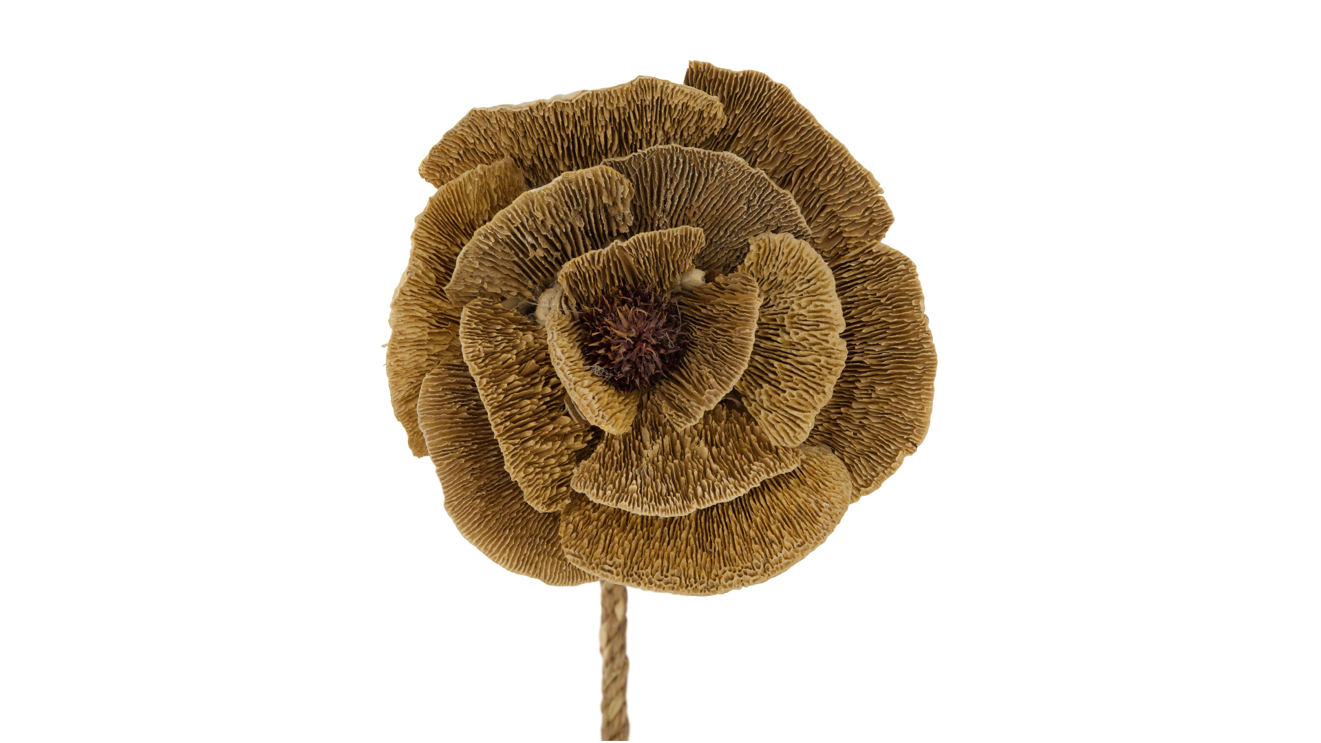 Flower sponge mushroom nature 70x13x18cm
