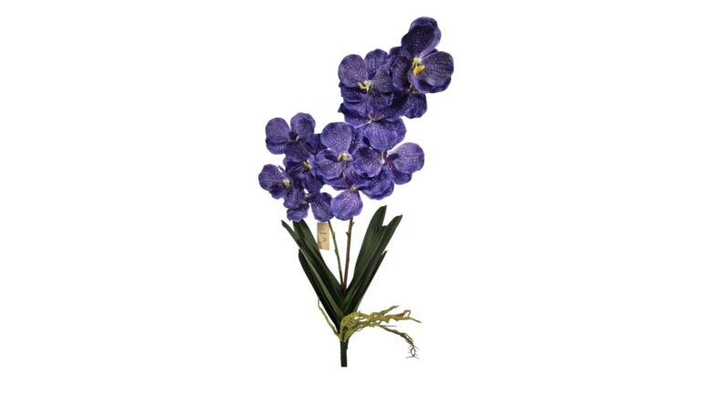 Vanda exotic purple. leverbaar in purple and pink.