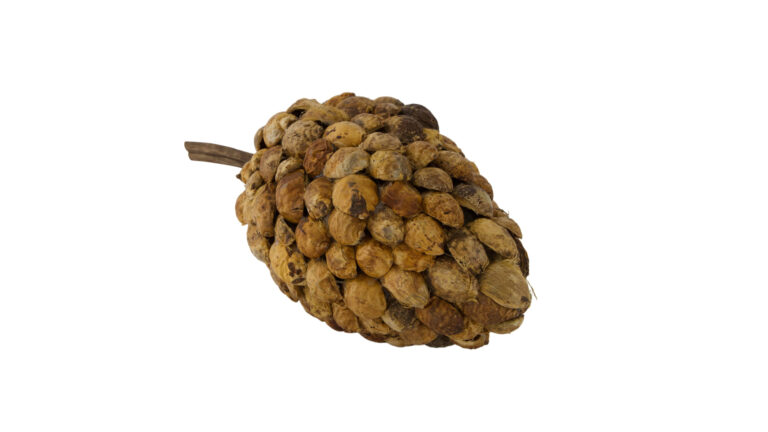 Stick betal pod dino cone nature 40x20x19cm