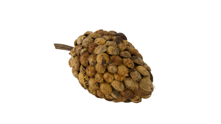 Stick betal pod dino cone nature 40x20x19cm