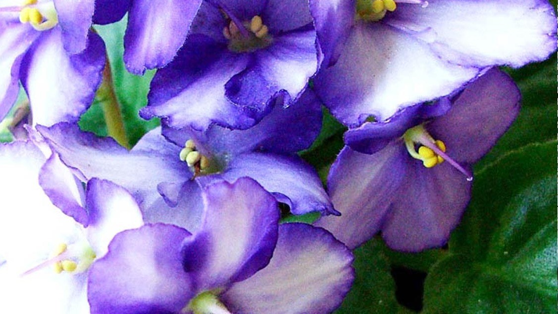 Solid Perfume – Violet Leaf