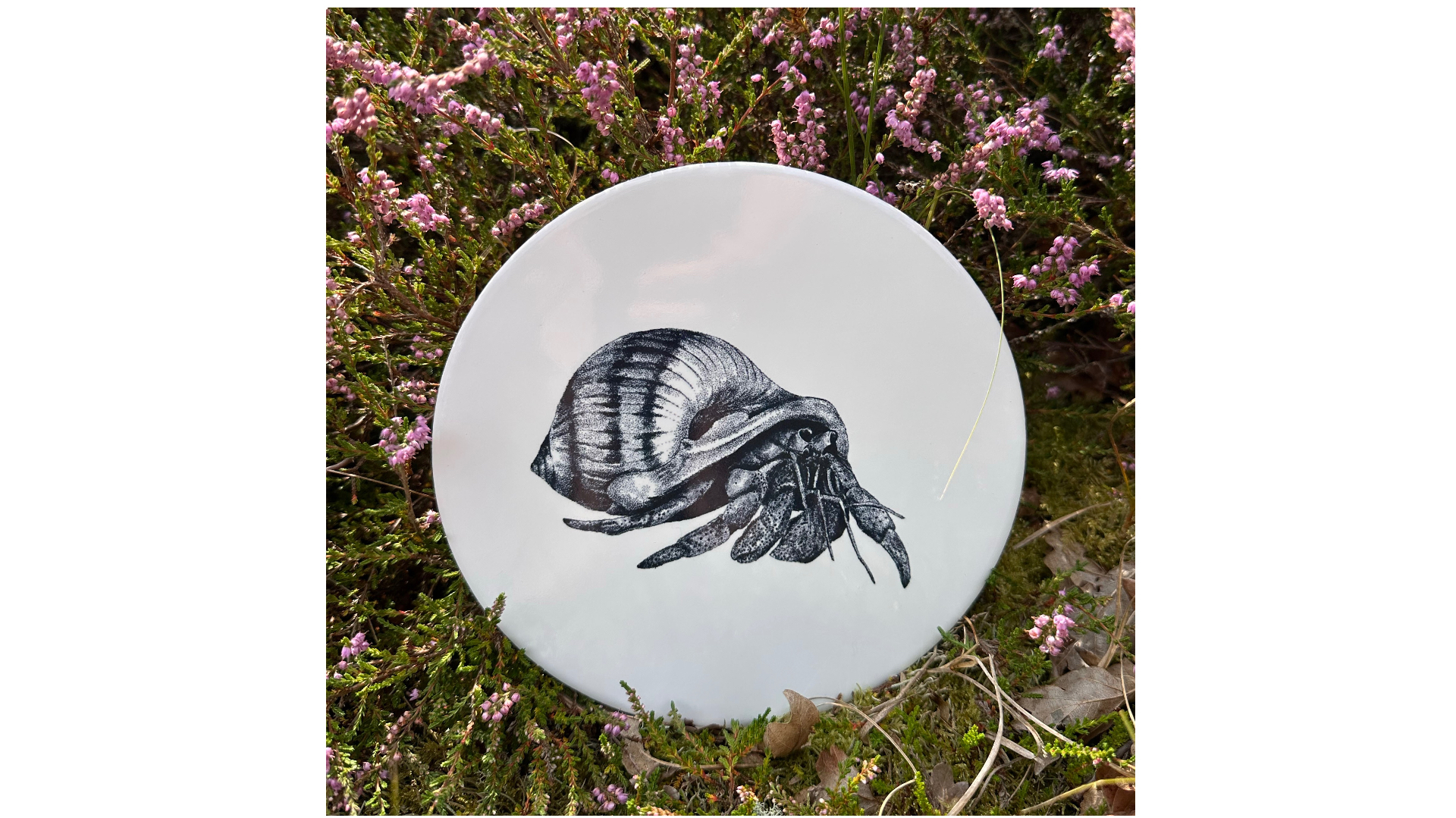 Tegel heremietkreeft | Wad Anders Post Terschelling