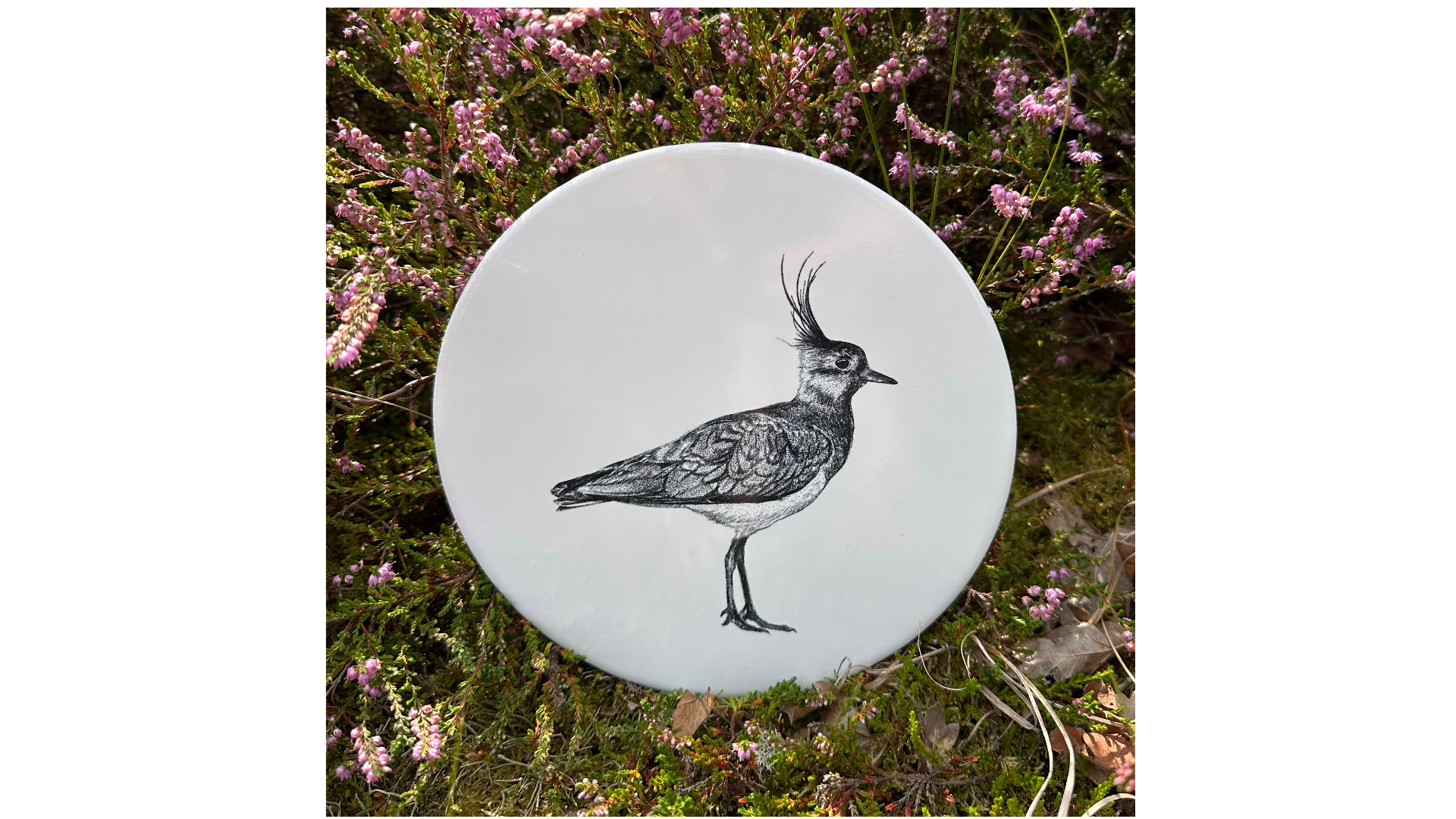 Tegel Kievit | Wad Anders Post Terschelling