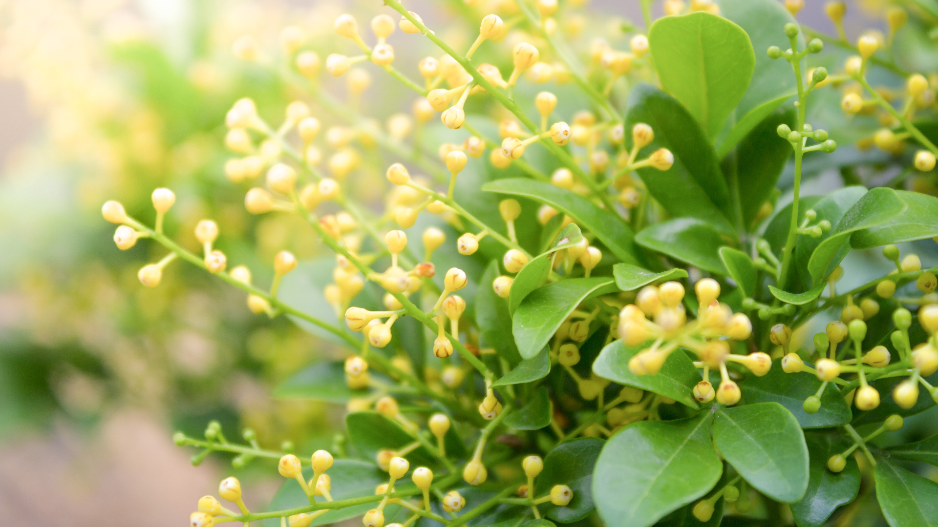 Solid Perfume – Aglaia