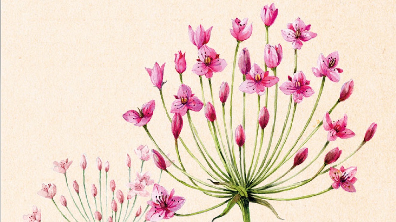 Botanical Folded Card Collection