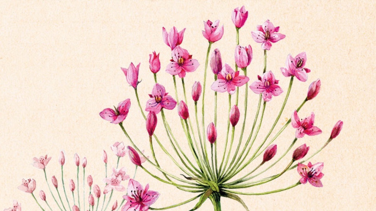 Botanische dubbele kaarten collectie