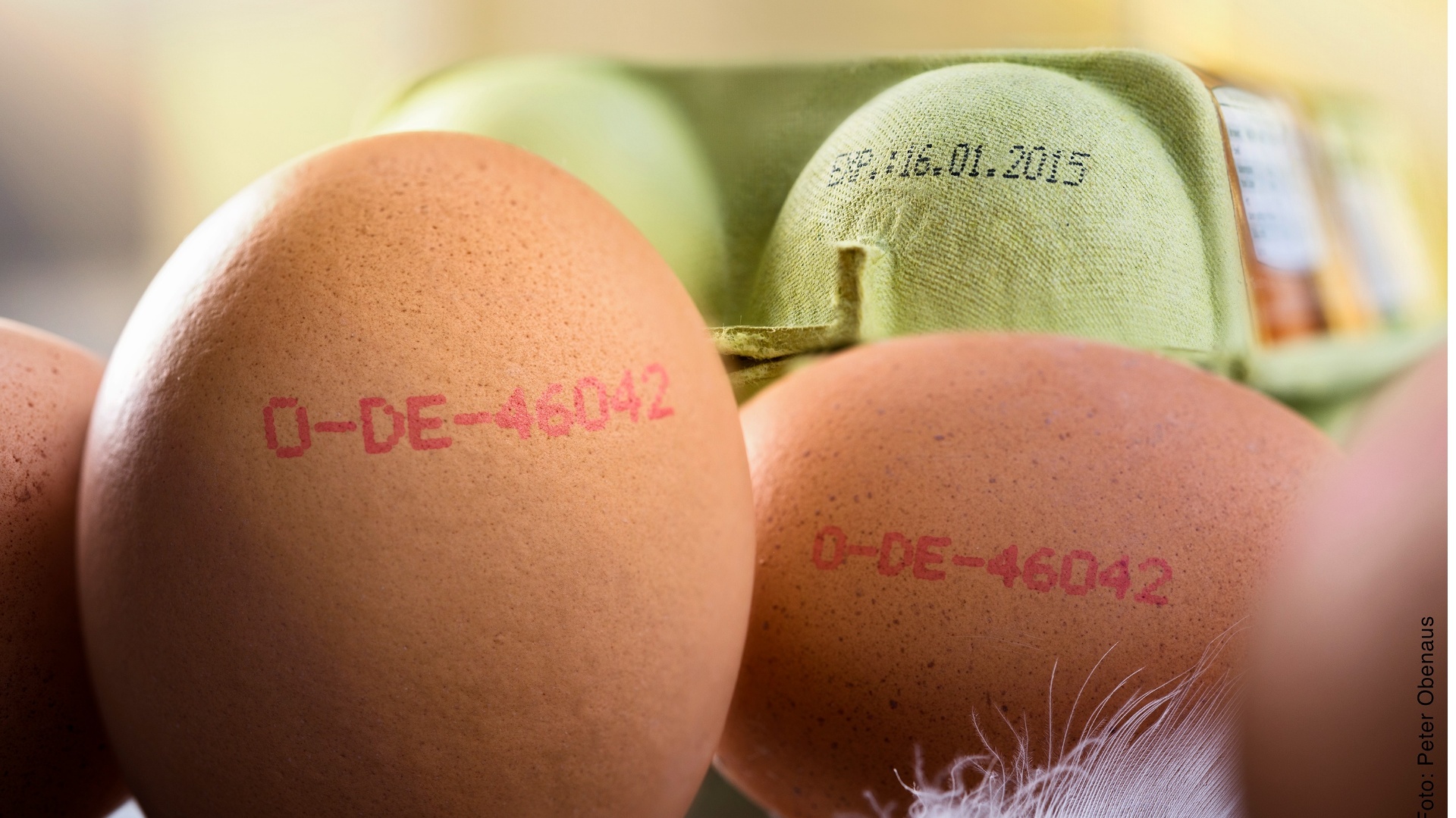 New regulations on egg marking in Spain