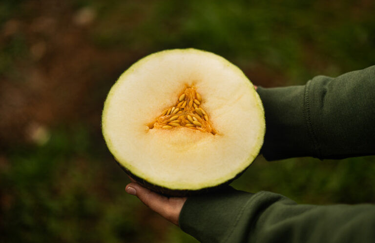 BNF V12.24 PH©Gsus-505