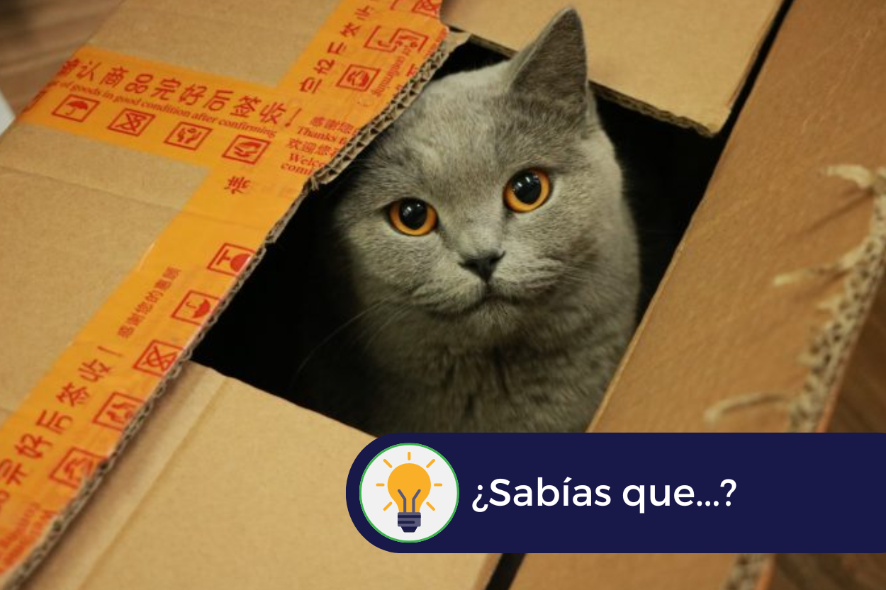 curiosidades embalaje