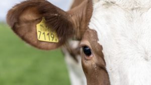 Subvention für stickstoffreduzierende Maßnahmen in Haltungssystemen Provinz Gelderland
