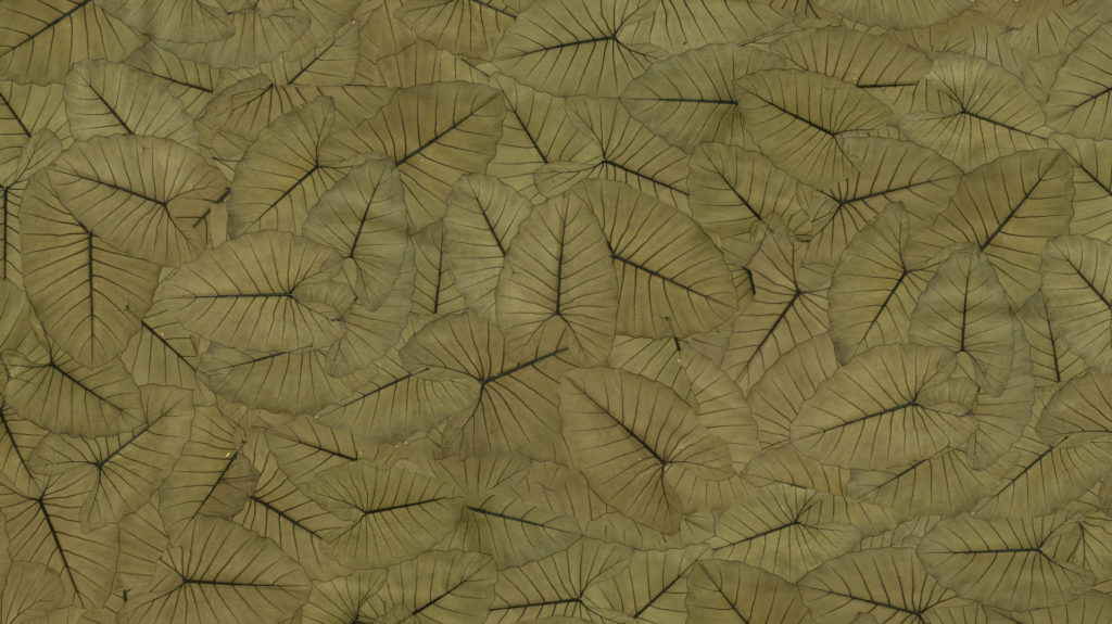 Jungle King, het nieuwe Organoid Natuurlijke Behang gemaakt met beLEAF™ – een innovatief biomateriaal van bladeren van de Elephant Ear-plant. Duurzaam, biobased en een milieuvriendelijk alternatief voor traditionele wandbekleding.