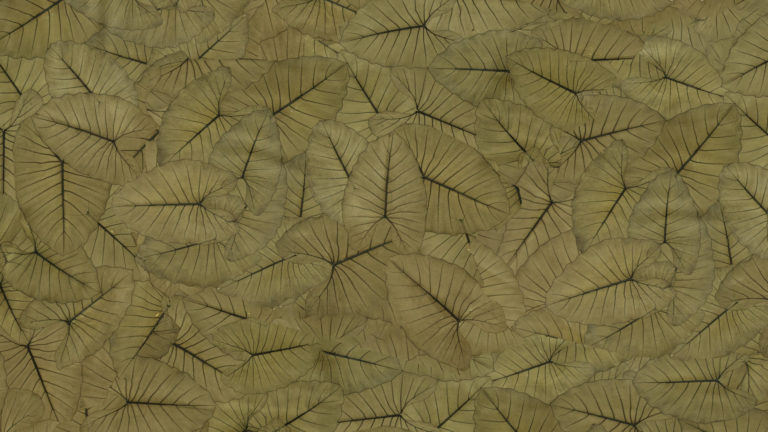 Jungle King, het nieuwe Organoid Natuurlijke Behang gemaakt met beLEAF™ – een innovatief biomateriaal van bladeren van de Elephant Ear-plant. Duurzaam, biobased en een milieuvriendelijk alternatief voor traditionele wandbekleding.