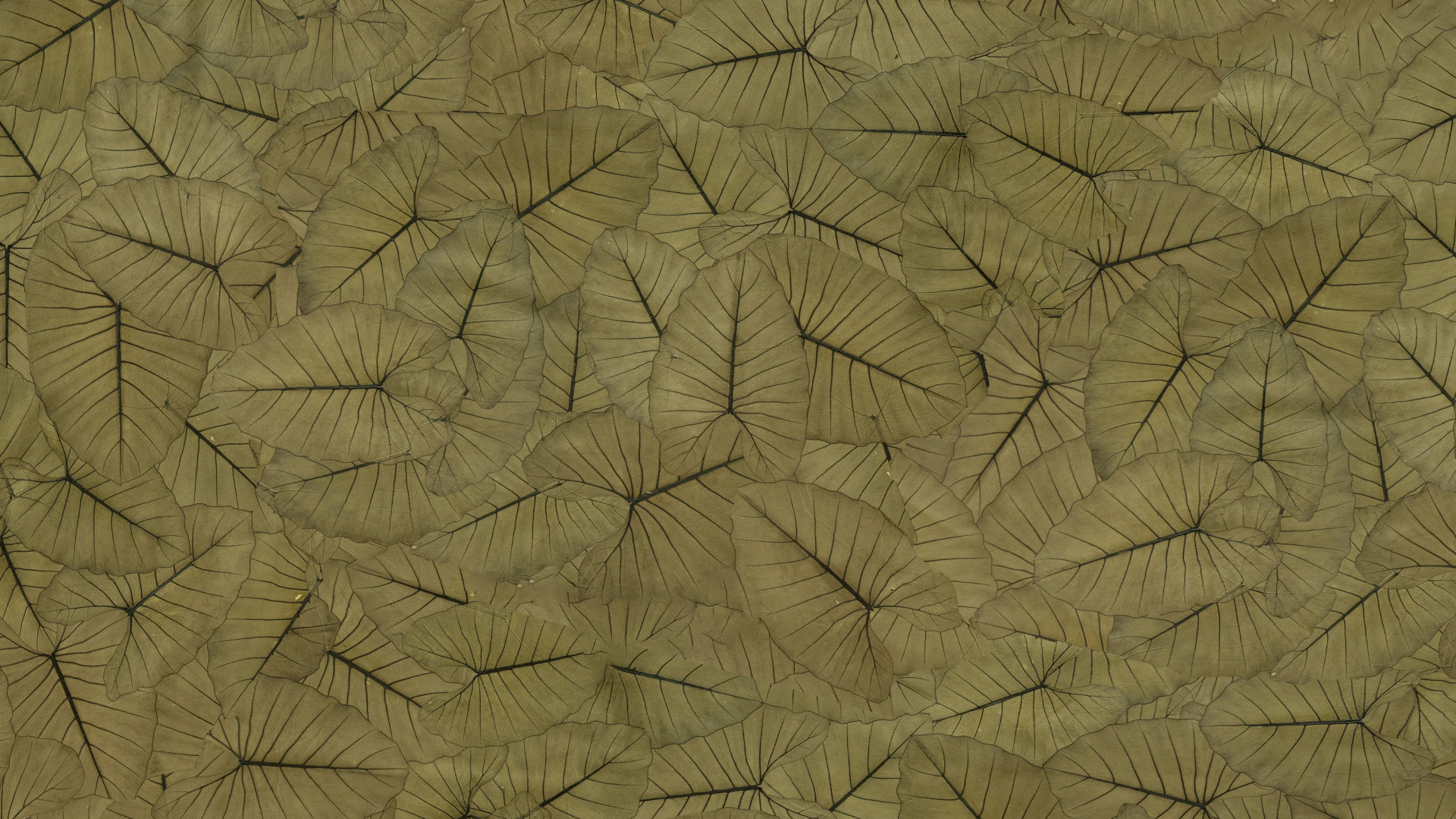 Jungle King, het nieuwe Organoid Natuurlijke Behang gemaakt met beLEAF™ – een innovatief biomateriaal van bladeren van de Elephant Ear-plant. Duurzaam, biobased en een milieuvriendelijk alternatief voor traditionele wandbekleding.