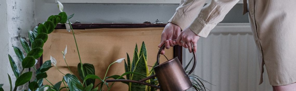 Alles wat je aandacht geeft groeit (kl)