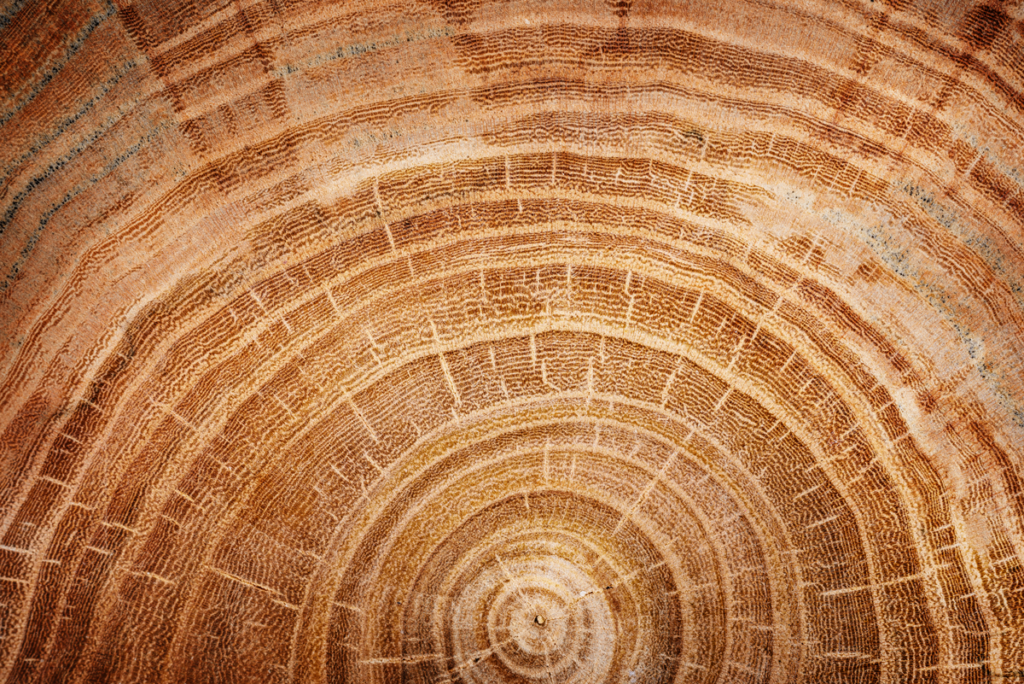 Image coupe transversale tronc d'arbre