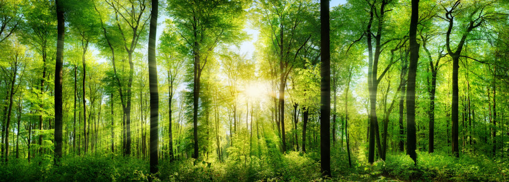 Forêt