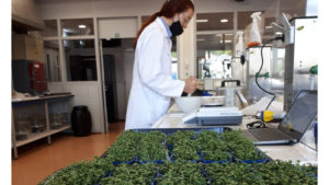 HAS onderzoekt mee: wat is de echte waarde van groente en fruit?