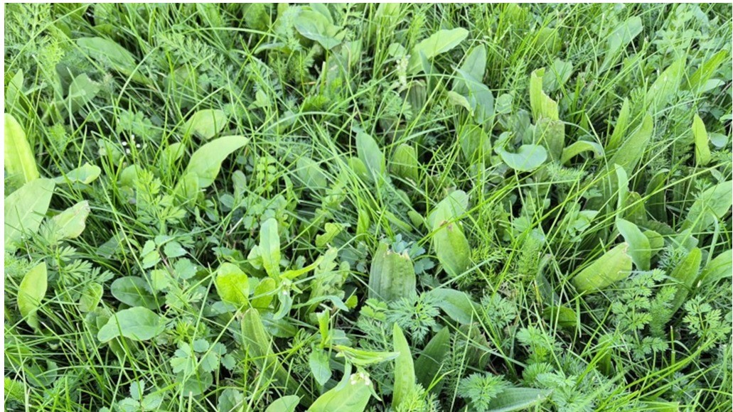 BioScapes Biodiverse Turf