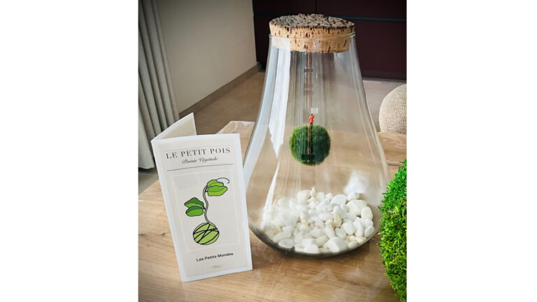 Objet décoratifs en mousse végétale vivante.