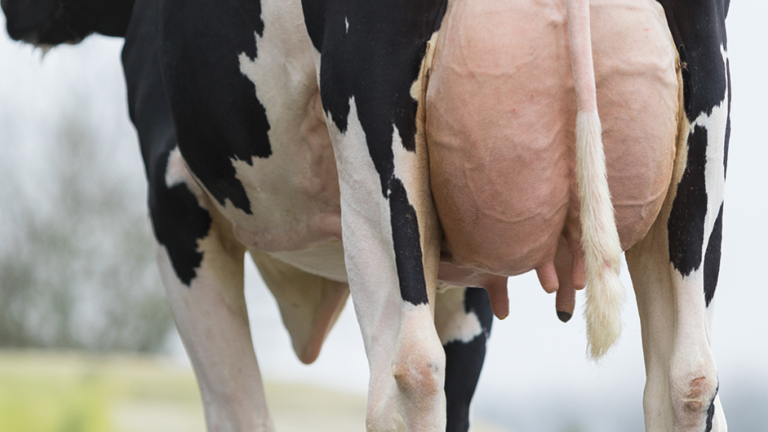 Mastitis Tankmelk