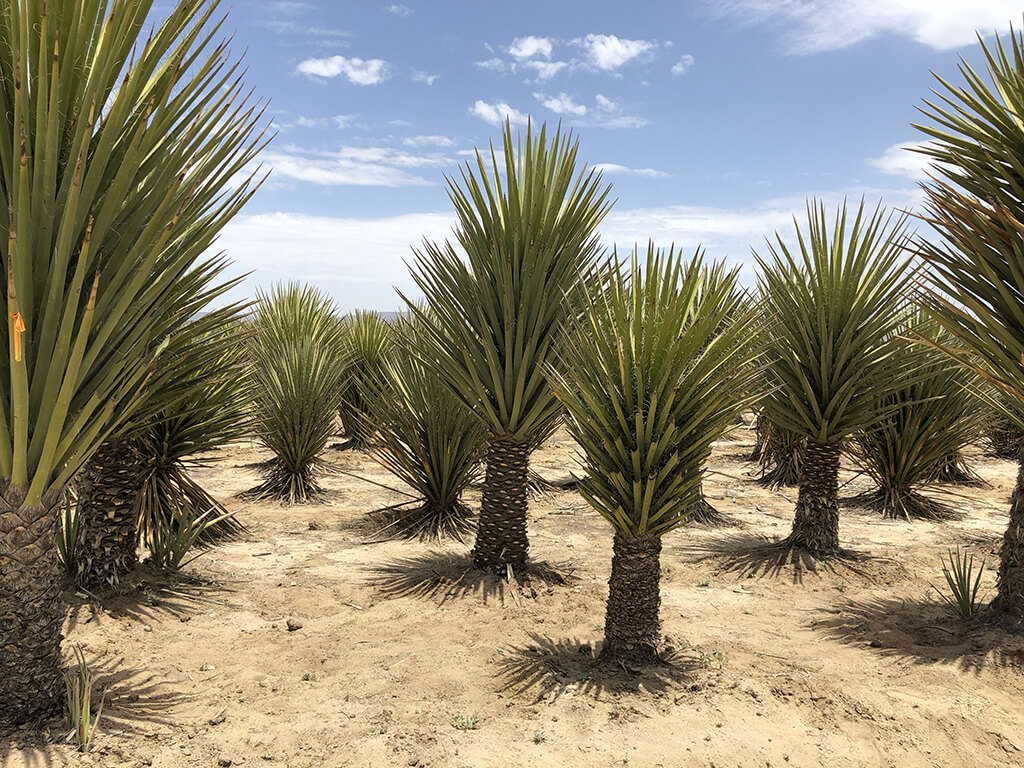 Yucca Plus®