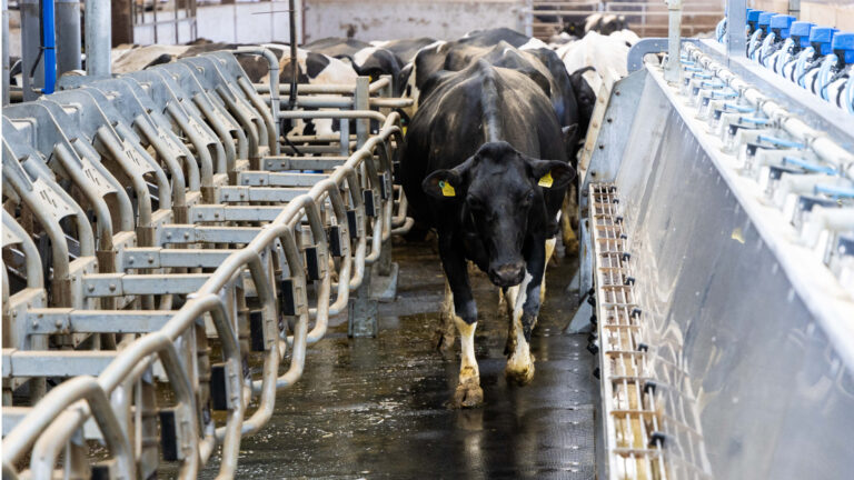 Conventioneel melken