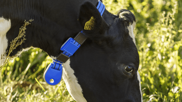 DeLaval Aktivitätsmessung