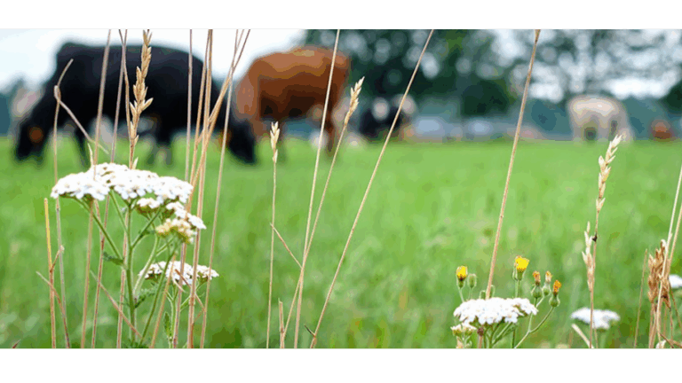 Opleiding bedrijfscoach stikstof